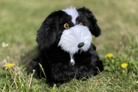 Terapeutický pes Čertík, černobílý